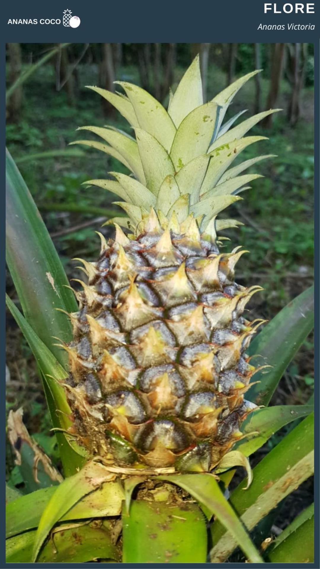 Ananas Coco Salazie Exterior foto